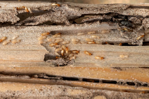Best Commercial Pest Control Services  in Arden On The Severn, MD